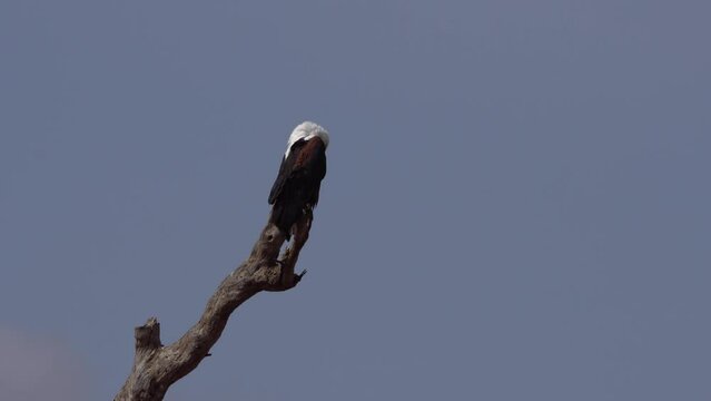 African Fish-Eagle - Haliaeetus Vocifer Large Species Of White And Brown Eagle in Amboseli National Park Kenya