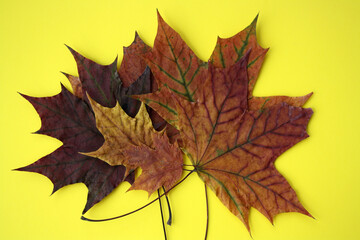 Dry autumn leaves on a yellow background.