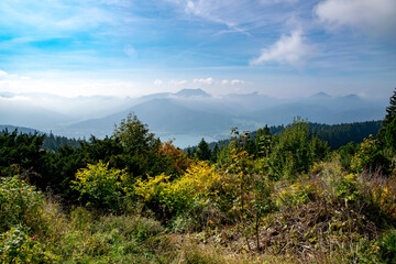 landscape with trees