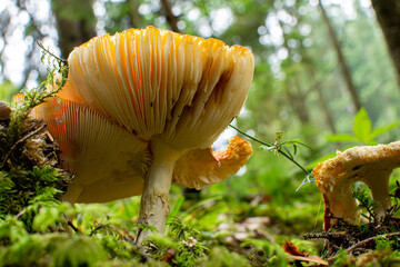 mushroom in the forest