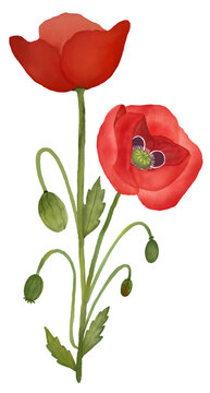 poppy flower frame