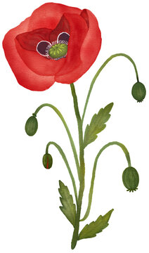 poppy flower frame