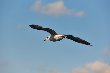 Seagull with spread wings flying over a blue sky. Birdwatching. Ornithology