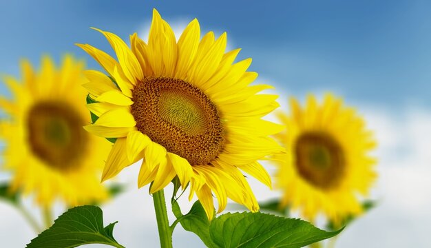 Sunflower yellow flower on a sunflower field background