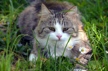 Cute cat with daisies