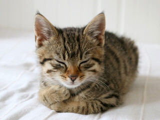 Sleepy tabby kitten on white