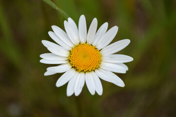 Closeup of a chamomile flower