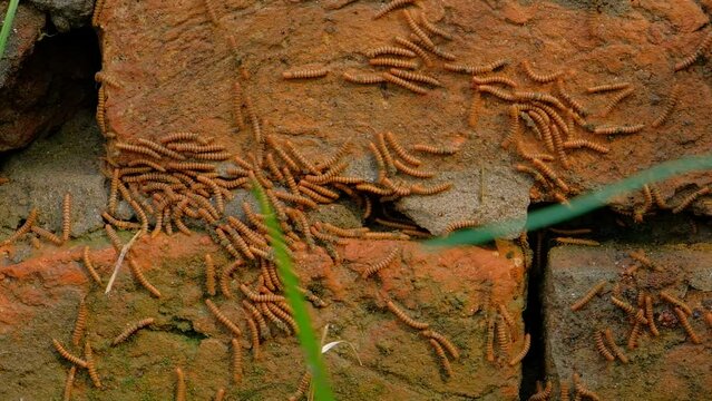 The caterpillar is crawling on the bricks. Caterpillar close-up.
