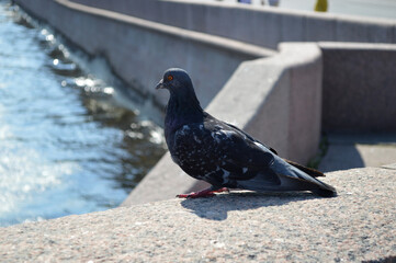 Closeup of a pigeon on concrete river bank