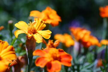 Orange flower with macro photography technique