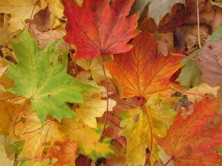 Naklejka na ściany i meble Colorful fallen autumn leaves
