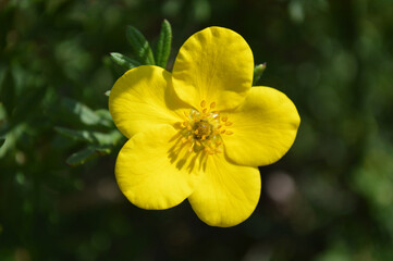 Macro of a bright yellow inquefoil flower with green background
