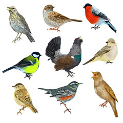 Digital set with colorful forest birds. With transparent layer.