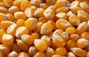 Dried corn kernels throughout the screen.