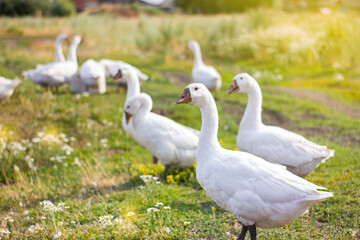 Flock of domestic white geese on a green meadow at sunny summer day.