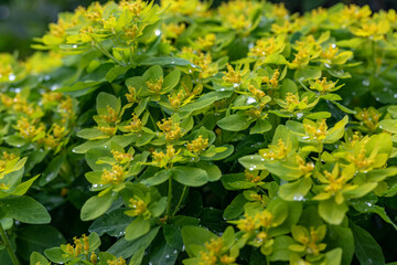 Cushion euphorbia yellow flowers in the garden close up. Cushion spurge, euphorbia epithymoide. Garden decorative flowers.