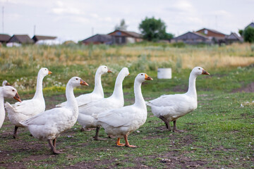 Flock of domestic white geese on a green meadow at sunny summer day.
