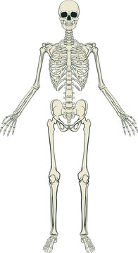 Human Skeleton Graphic