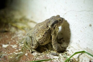 The toad is sitting on the surface. The study of amphibian animals. Fauna and zoology.