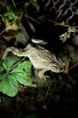 The toad is sitting in the grass. The study of amphibian animals. Fauna and zoology.