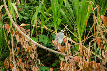 bird in the grass