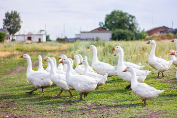 Flock of domestic white geese on a green meadow at sunny summer day.