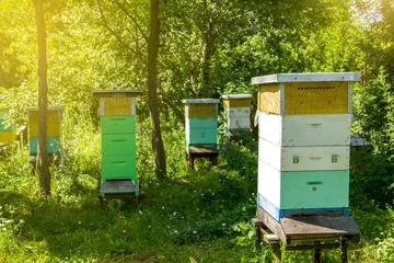 Fotobehang Hives of bees in the apiary at sunny summer day on nature. Apiculture concept. © Aleksei