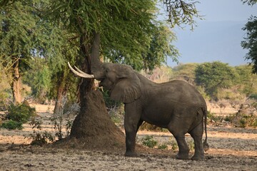 Fototapeta premium Elephant eating from tree