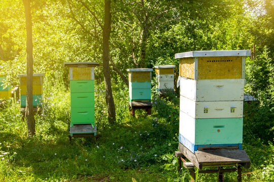 Hives of bees in the apiary at sunny summer day on nature. Apiculture concept.