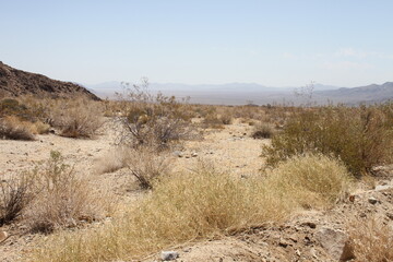 paysage désert Joshua tree Californie