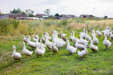 Flock of domestic white geese on a green meadow at sunny summer day.