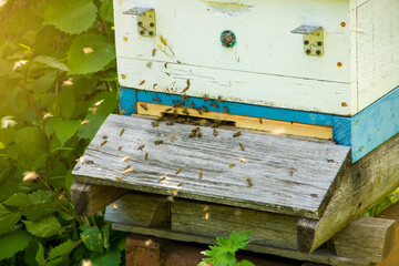 Closeup Hive of bees in the apiary at sunny summer day on nature. Apiculture concept.