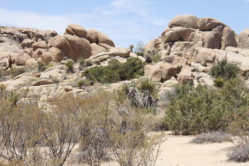 paysage cactus, Californie, Joshua tree
