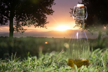 Fototapeta na wymiar Multiple exposure of olive oil bottle and italian countryside landscape at sunrise