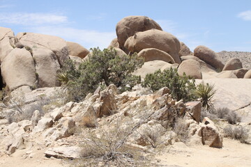 paysage parc Californie Joshua tree