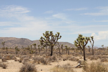 paysage Californie Joshua tree