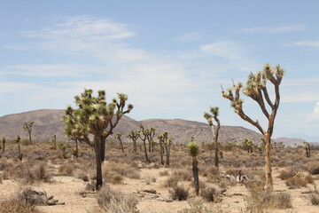 Fototapeta na wymiar parc national Californie cactus Joshua tree