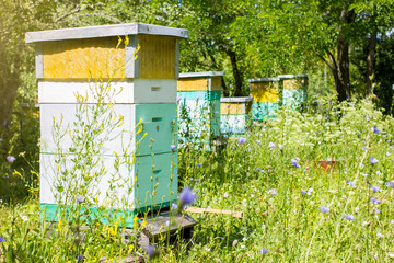 Hives of bees in the apiary at sunny summer day on nature. Apiculture concept.