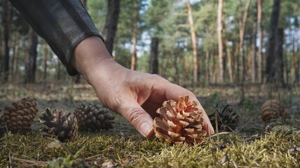 A woman's hand, a woman, takes a large yellow orange dry open pine cone from the ground, in the grass in the forest