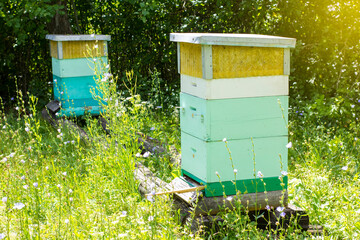 Hives of bees in the apiary at sunny summer day on nature. Apiculture concept.
