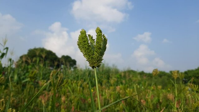 Eleusine coracana or finger millet plants. It is called Ragi and madua in India and Kodo in Nepal. It  is an annual herbaceous plant. Its widely grown as a cereal crop in the in Africa and Asia.