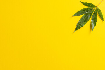 Fototapeta na wymiar Image of marihuana leaf lying on white background