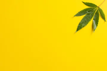 Foto op Canvas Image of marihuana leaf lying on white background © vectorfusionart
