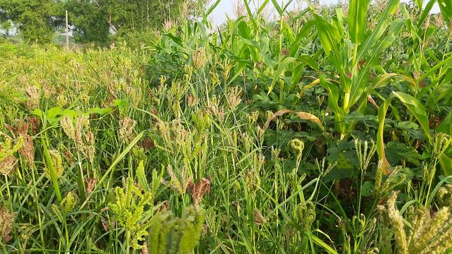 Eleusine coracana or finger millet plants. It is called Ragi and madua in India and Kodo in Nepal. It  is an annual herbaceous plant. Its widely grown as a cereal crop in the in Africa and Asia.