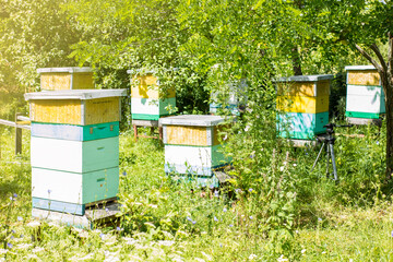 Hives of bees in the apiary at sunny summer day on nature. Apiculture concept.