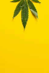 Foto op Canvas Vertical image of marihuana leaf lying on white background © vectorfusionart