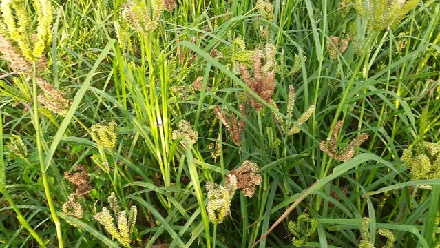 Eleusine coracana or finger millet plants. It is called Ragi and madua in India and Kodo in Nepal. It  is an annual herbaceous plant. Its widely grown as a cereal crop in the in Africa and Asia.