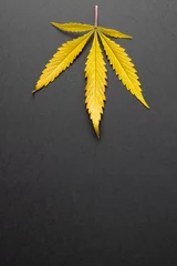 Foto op Canvas Vertical image of marihuana leaf on grey surface © vectorfusionart