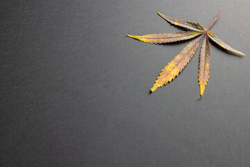Image of marihuana leaf lying on grey surface