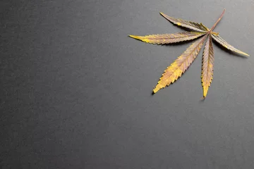 Foto op Aluminium Image of marihuana leaf lying on grey surface © vectorfusionart